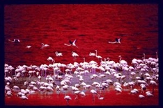 Sardinien Flamingos
